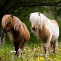 Ponies package